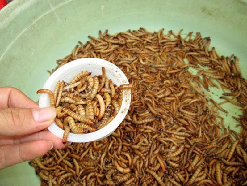 Sâu Mealworm