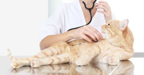 Dấu hiệu mèo bị gãy chân và cách điều trị, chăm sóc