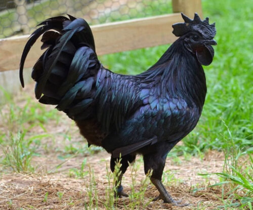 Tìm hiểu về giống gà H’Mông đen quý hiếm