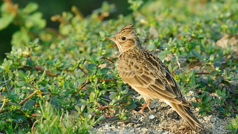 Chia sẻ kỹ thuật cách nuôi chim sơn ca hiệu quả nuôi chim sơn ca