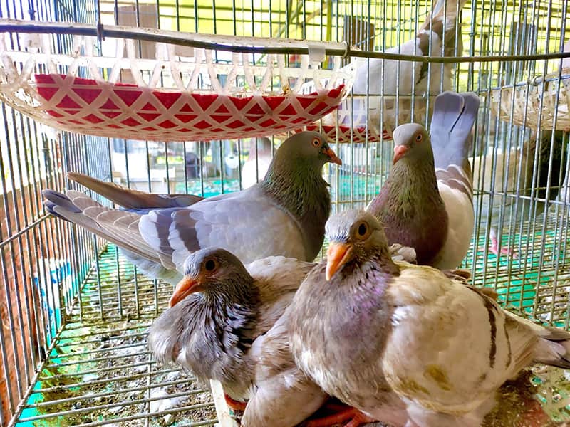 Quy trình kỹ thuật nuôi chim bồ câu | Báo Dân tộc và Phát triển