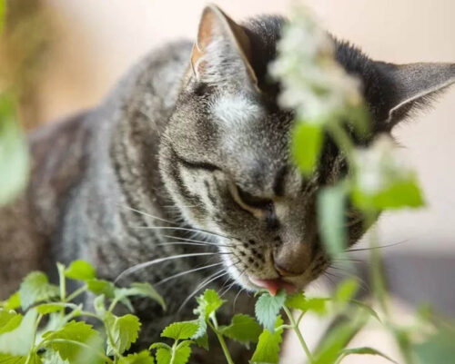 Cỏ bạc hà mèo catnip là gì? Catnip có tác dụng gì?