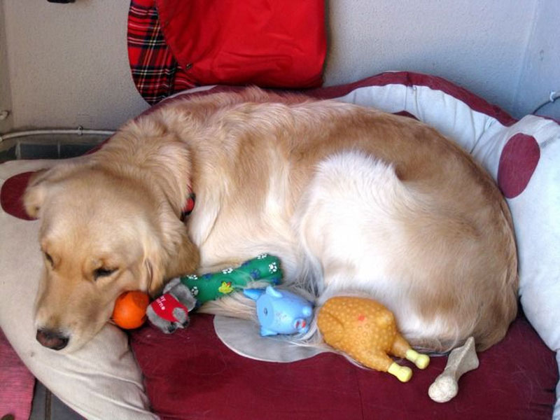 chó mang thai giả