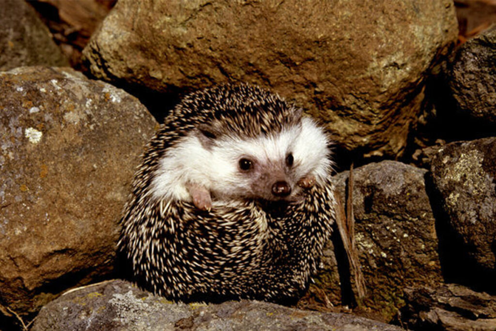 Nhím kiểng giá bao nhiêu? nhím kiểng giá bao nhiêu