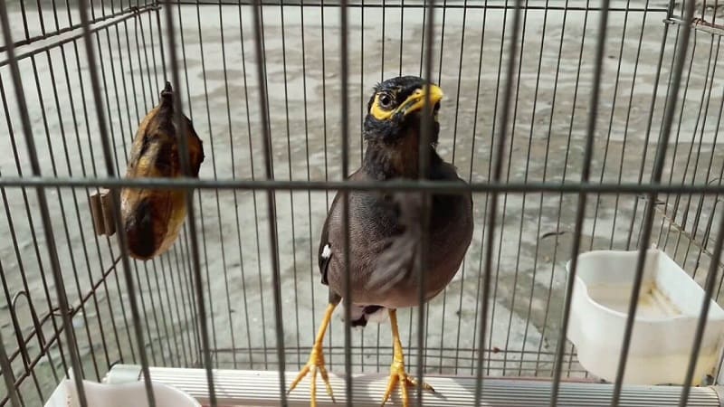 Chim sáo: Kỹ thuật nuôi chim sáo đen, sáo nâu khỏe mạnh nhanh biết nói -  Đời sống 24