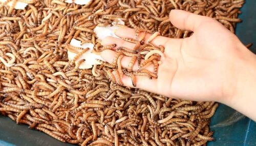 Tất tần tật thông tin cần biết về sâu Mealworm