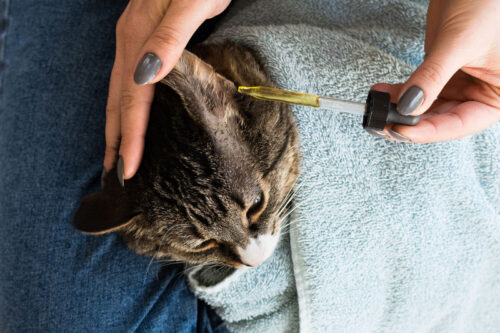 Hướng dẫn cách vệ sinh tai cho mèo theo lời khuyên bác sĩ