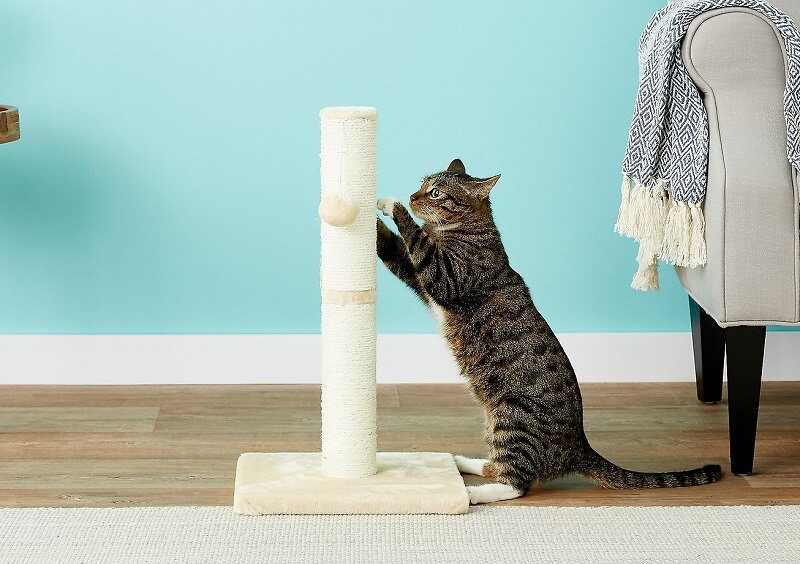 Hình ảnh: Bàn cào móng cho mèo bằng xốp