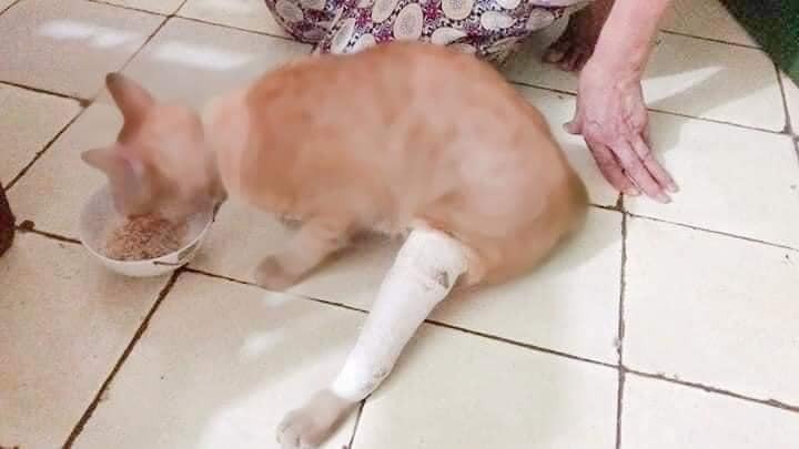 mèo bị gãy chân
