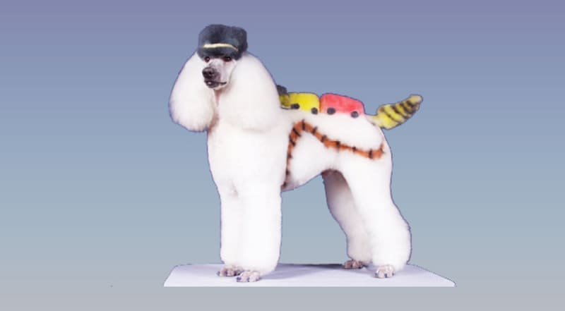 Cắt tỉa và nhuộm màu lông chó Poodle theo phong cách hiện đại