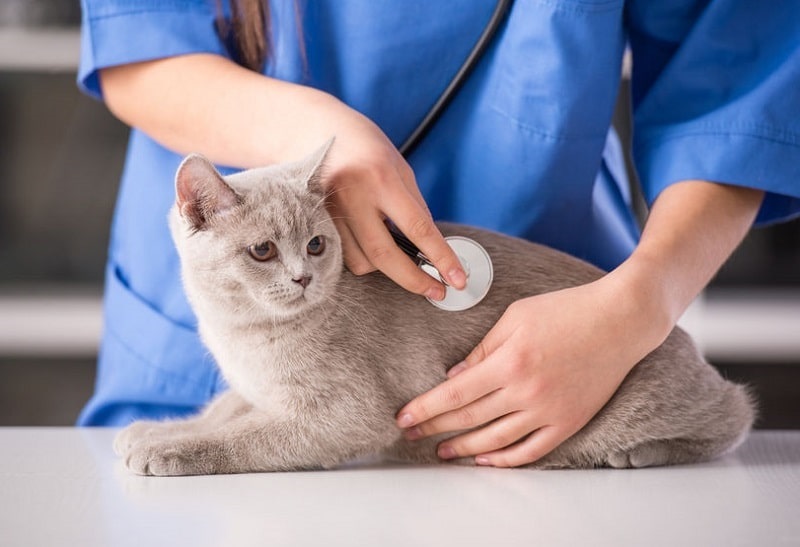 Làm sao để phòng ngừa bệnh viêm phúc mạc ở mèo?
