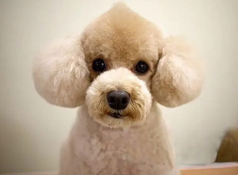 Phong cách cắt tỉa lông chó Poodle theo kiểu bánh Cupcake