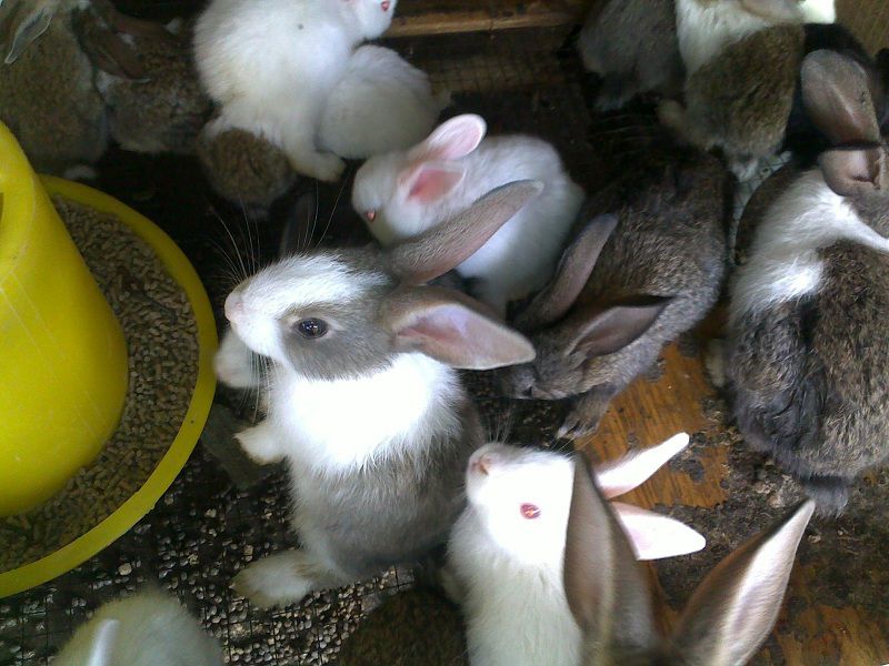 nuôi thỏ tại nhà
