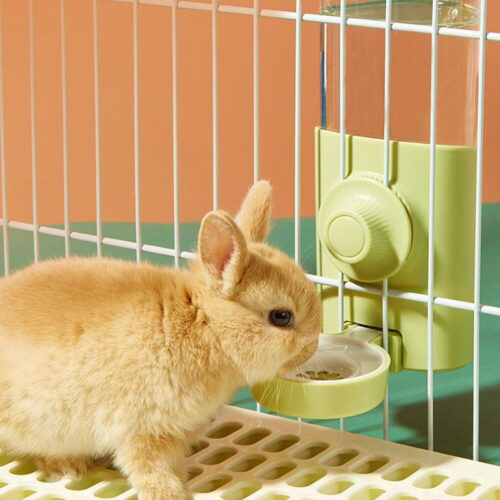 Giải đáp thắc mắc: Nuôi thỏ có nên cho uống nước không?