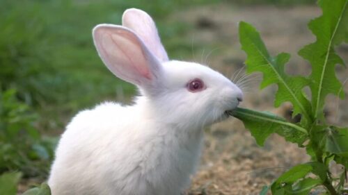 Những lưu ý quan trọng khi nuôi thỏ thả vườn