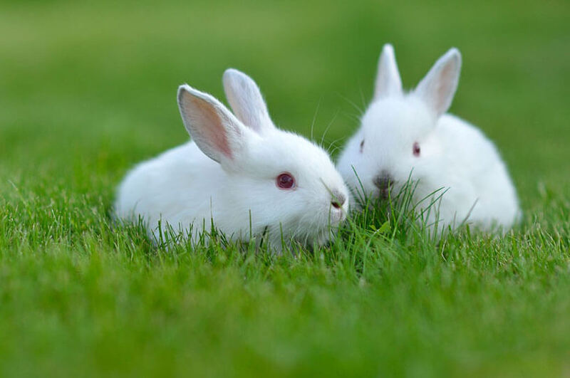 nuôi thỏ thả vườn