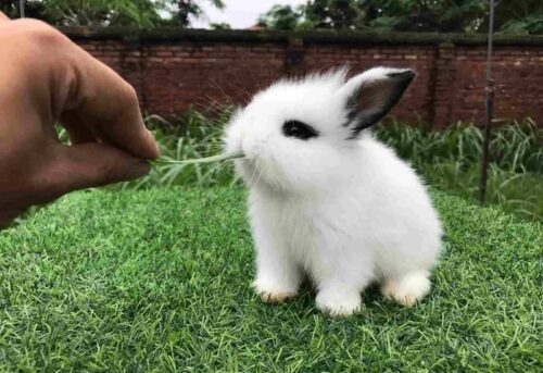 Mua thỏ ở đâu? Địa chỉ mua thỏ uy tín tại Hà Nội và thành phố Hồ Chí Minh