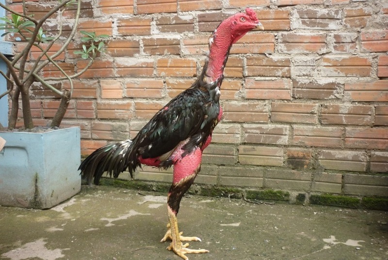 Về Luyện Gà Chọi