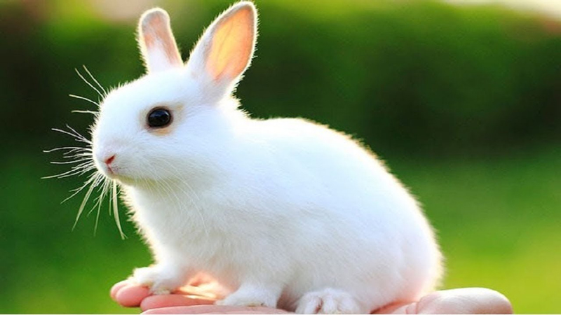 Nuôi thỏ có dễ không? Những trở ngại và lợi ích khi nuôi thỏ làm thú cưng