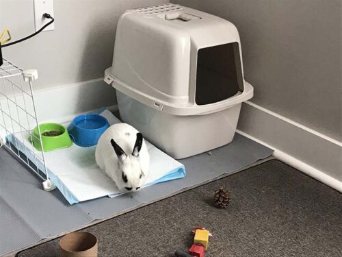 5 bước dạy thỏ đi vệ sinh đúng chỗ hiệu quả trong thời gian ngắn
