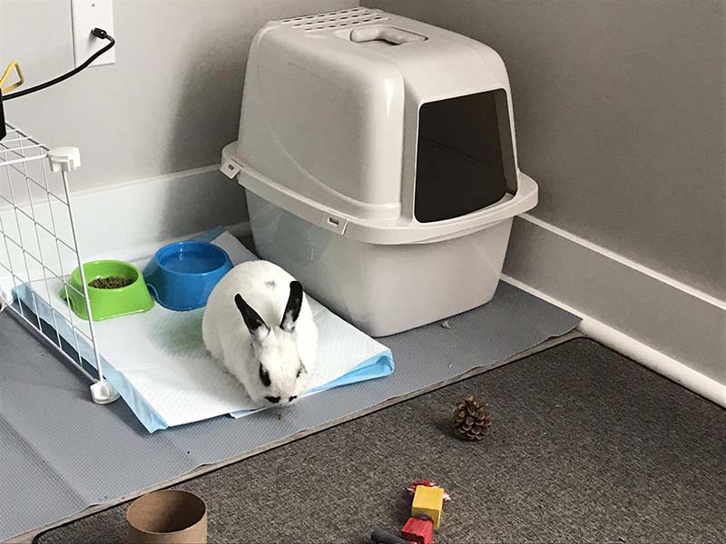 dạy thỏ đi vệ sinh đúng chỗ