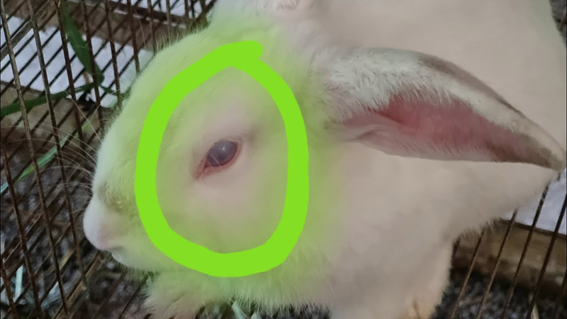 Thỏ bị đau mắt