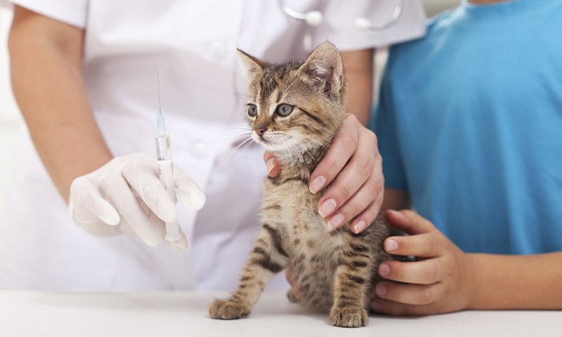 Thuốc trị ghẻ cho mèo