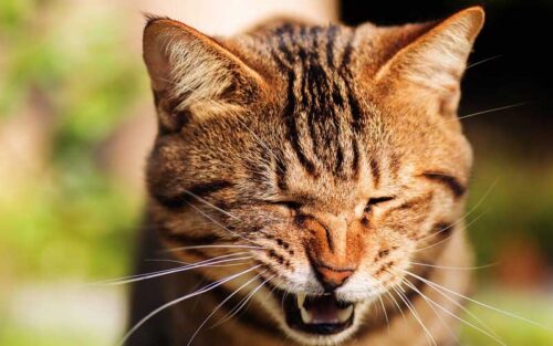 Nguyên nhân và cách điều trị mèo bị chảy nước mũi