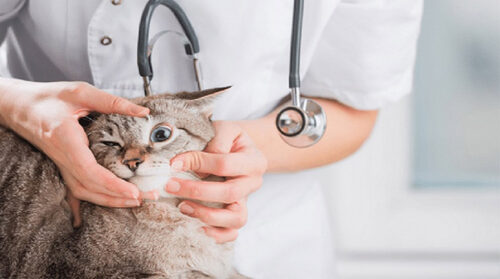 Các bệnh thường gặp ở mèo mà chủ nuôi phải biết