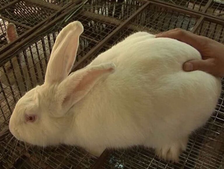 Tìm hiểu nguyên nhân thỏ bị chướng bụng và cách chữa trị an toàn, hiệu quả