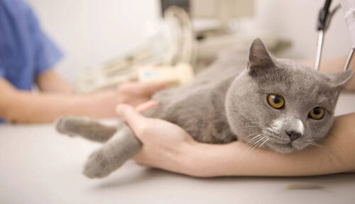 Có nên sử dụng thuốc tránh thai cho mèo? Rủi ro tiềm ẩn người dùng nên biết