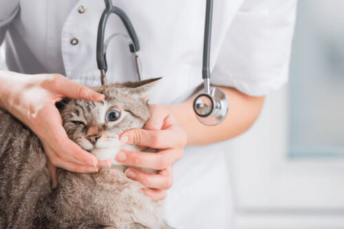 Top 5 loại thuốc nhỏ mắt cho mèo không thể thiếu trong tủ đồ thú cưng