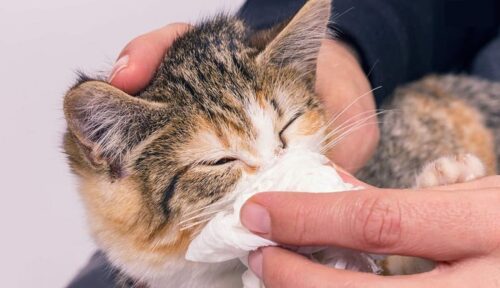 Các loại thuốc trị sổ mũi cho mèo nhanh hết bệnh