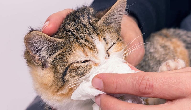 Nguyên nhân gây ra sổ mũi ở mèo là gì?
