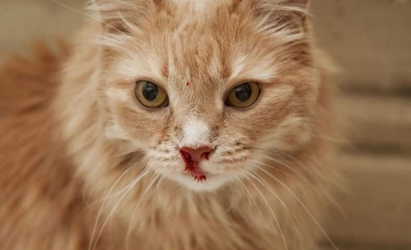 Mèo chảy máu mũi