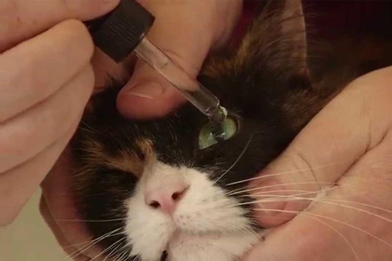 thuốc nhỏ mắt cho mèo
