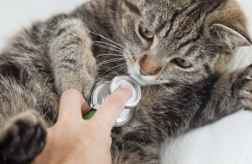 Những loại thuốc tẩy giun cho mèo hiệu quả, tốt nhất hiện nay