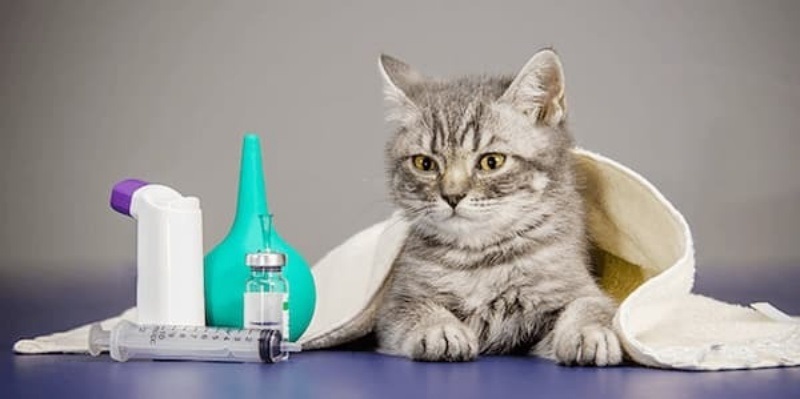 thuốc trị sổ mũi cho mèo