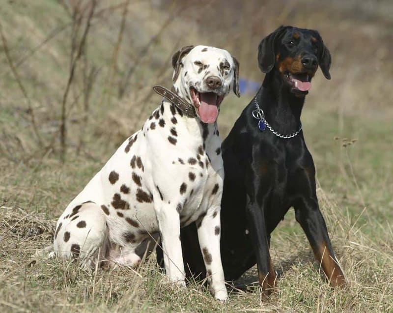 Nuôi chó đốm có tốt không? Cách nuôi chó đốm hiệu quả nuôi chó đốm có tốt không