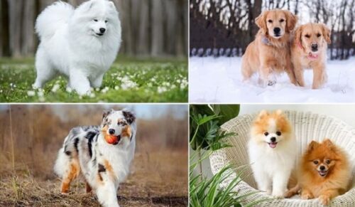 Top những chú chó nổi tiếng nhất thế giới có thể bạn chưa biết