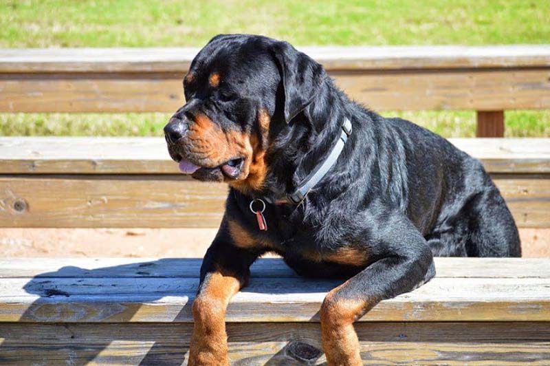 chó Rottweiler nặng bao nhiêu kg