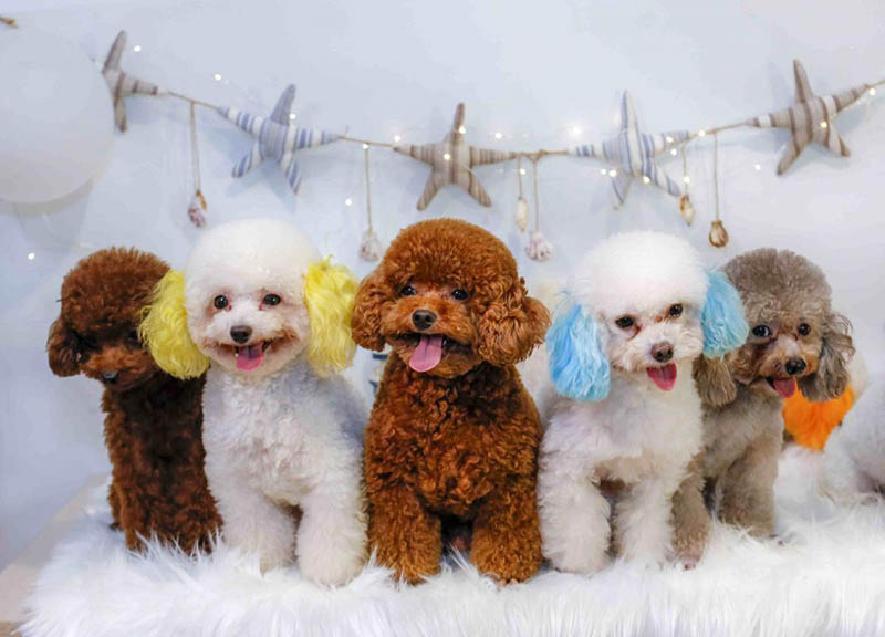 đặt tên cho chó Poodle