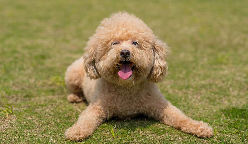 phối giống chó Poodle