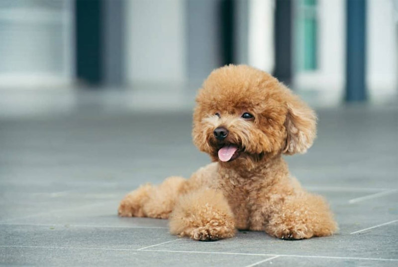 chó Poodle có rụng lông không