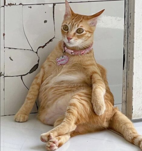 Top những chú mèo nổi tiếng nhất hiện nay