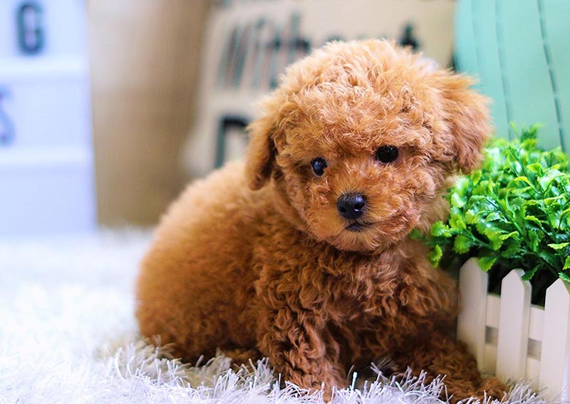 đặt tên cho chó Poodle