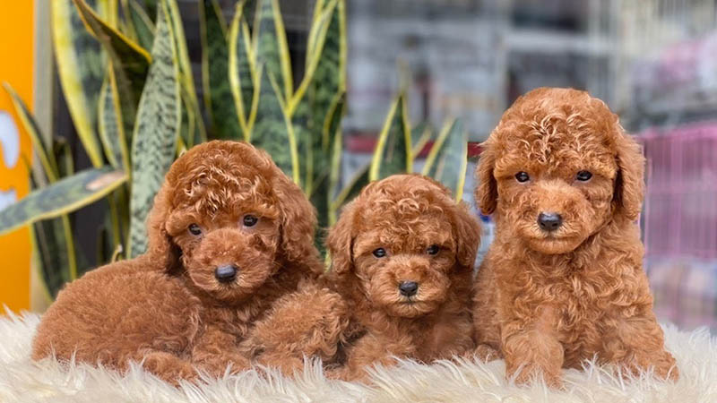 phối giống chó Poodle