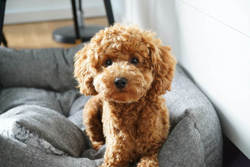 Viêm da ở chó Poodle có thể lây lan cho người không?
