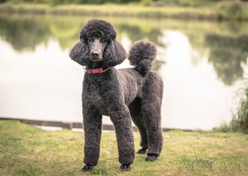 chó Poodle khổng lồ