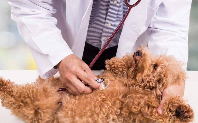 chó Poodle có rụng lông không